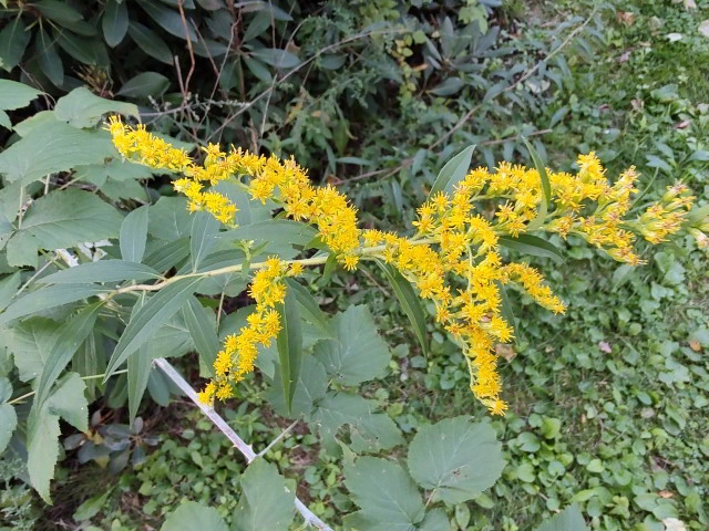 Anise-scented goldenrod (Solidago odora) in McMullen House Garden.