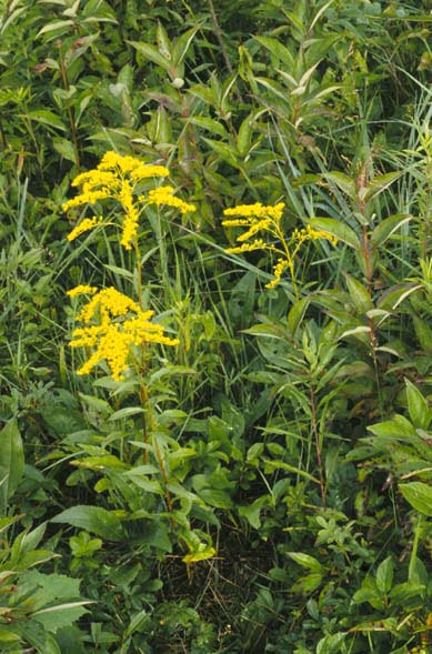 Plants of early goldenrod (Solidago juncea) with yellow flowers in an open area.