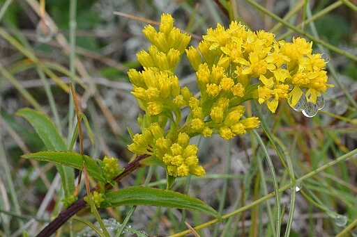 Yellow flowers of bog goldenrod (Solidago uliginosa) in a wooded area.