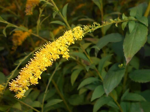 Yellow flowers of elm-leaf goldenrod (Solidago ulmifolia) in a wooded area.