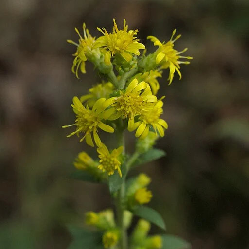 Close-up of yellow flowers of stout goldenrod (Solidago squarrosa).