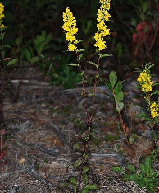 Plant of downy goldenrod (Solidago puberula) with yellow flowers.