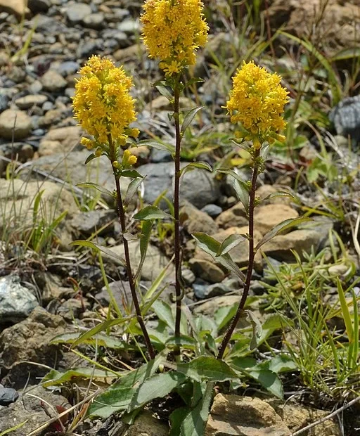 Plant of hairy goldenrod (Solidago hispida) in an open area.