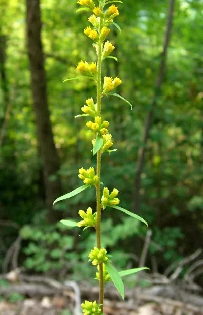 Slender goldenrod (Solidago erecta) with yellow flowers in a wooded area.