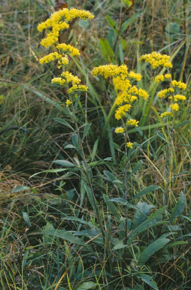 Plants of gray goldenrod (Solidago nemoralis) with yellow flowers in an open area.