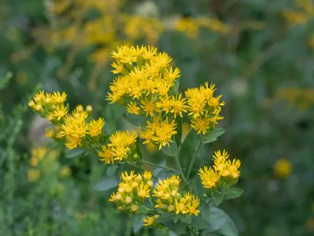 Yellow flowers of hard-leaf flat-top goldenrod (Solidago rigida).