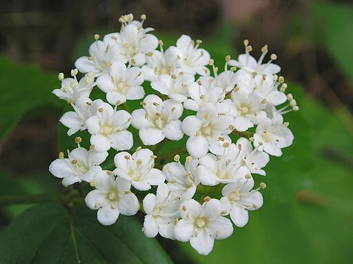 White flowers of downy arrow-wood (Viburnum rafinesquianum).