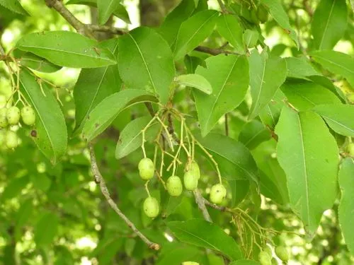 Unripe fruits of smooth blackhaw (Viburnum prunifolium).
