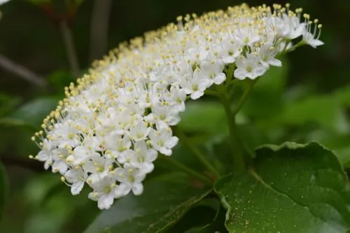 White flowers of rusty blackhaw (Viburnum rufidulum).