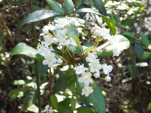 White flowers of small-leaf arrow-wood (Viburnum obovatum) in a wooded area.